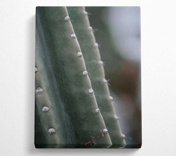 Green Cactus Spine