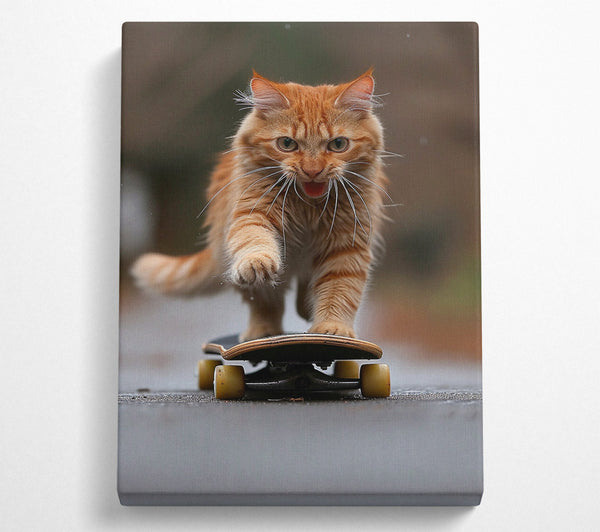 Cat Skateboarding