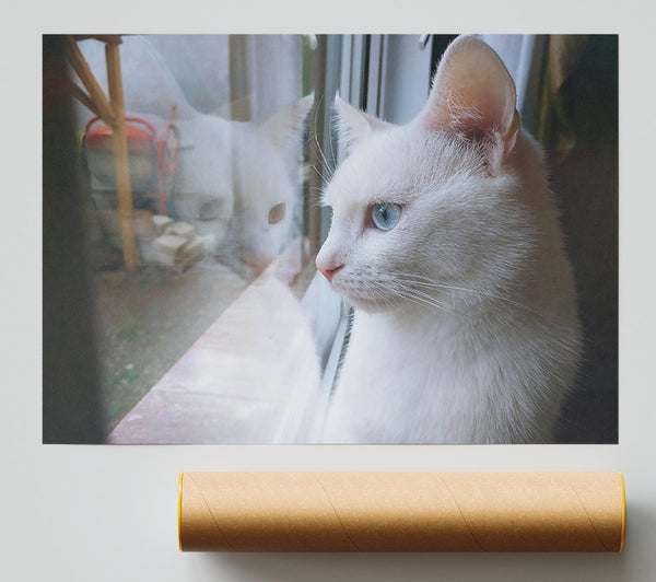 White Cat Reflections