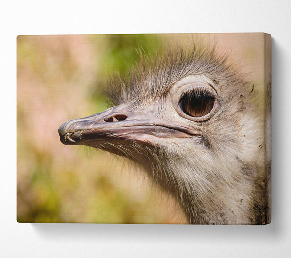 Brown Ostrich Eye Glance