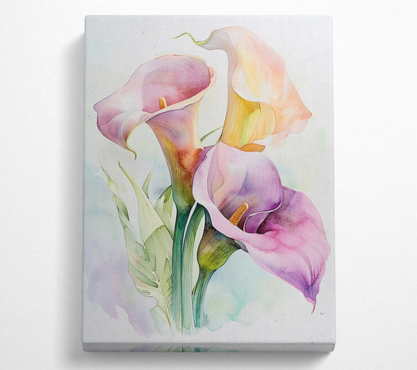 Lilac Calla Blooms