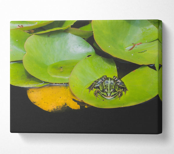 Green Lily Pad Frog