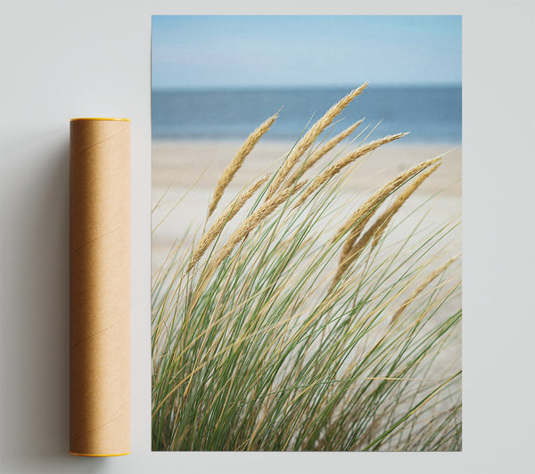 Golden Beach Grass