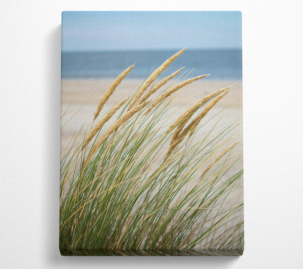 Golden Beach Grass