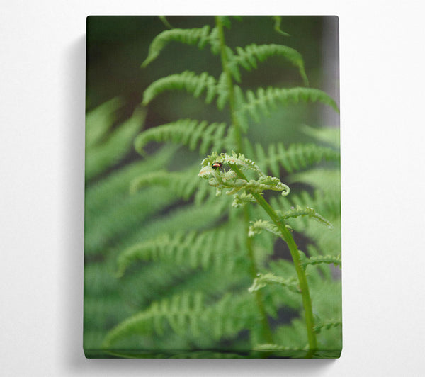 Emerald Fern Fiddlehead