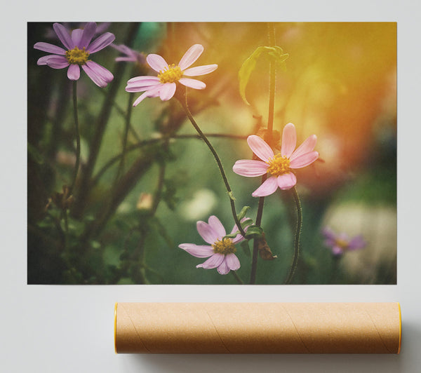 Pink Blooms In Sunlight