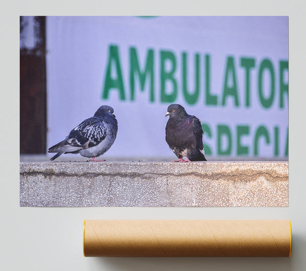 Green Ambulator Pigeons