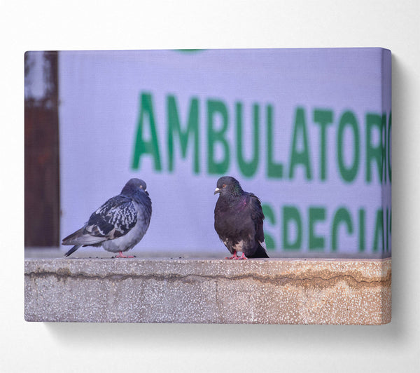 Green Ambulator Pigeons