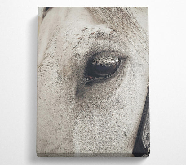 Grey Horse Eye