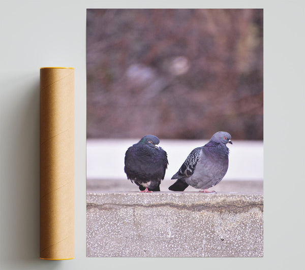 Gray Concrete Pigeons