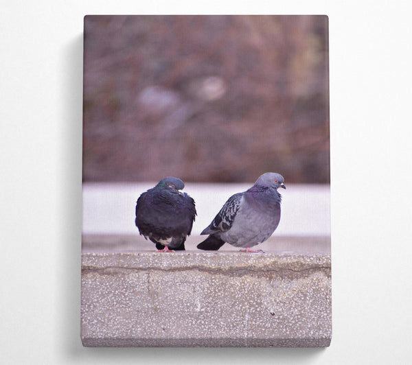 Gray Concrete Pigeons