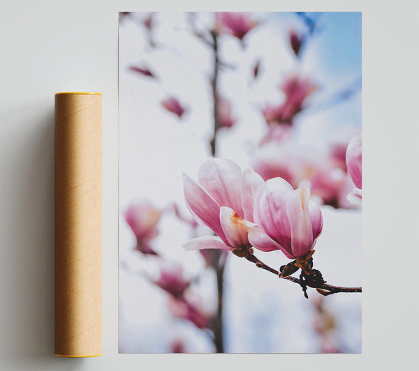 Pink Magnolia Bloom