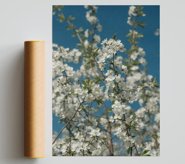 White Blossoms Against Blue