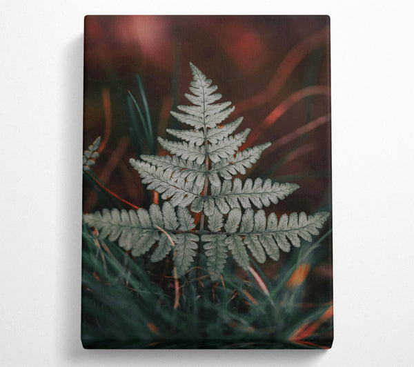 Silver Fern In Red Light