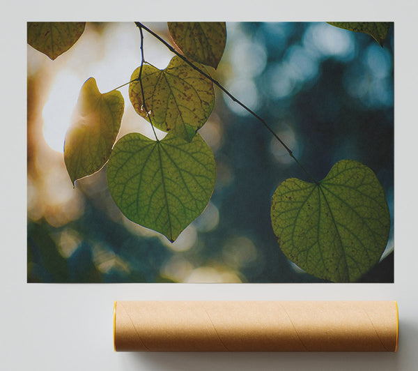 Green Leaves & Sunbeams