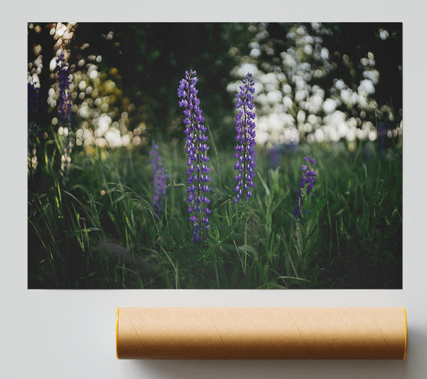 Purple Blooms In The Field