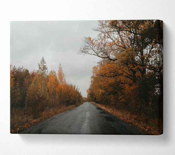 Golden Autumn Road