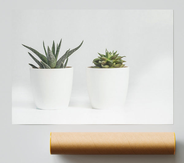 Green Succulents In White Pots