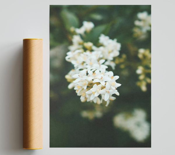 White Blossoms In Green