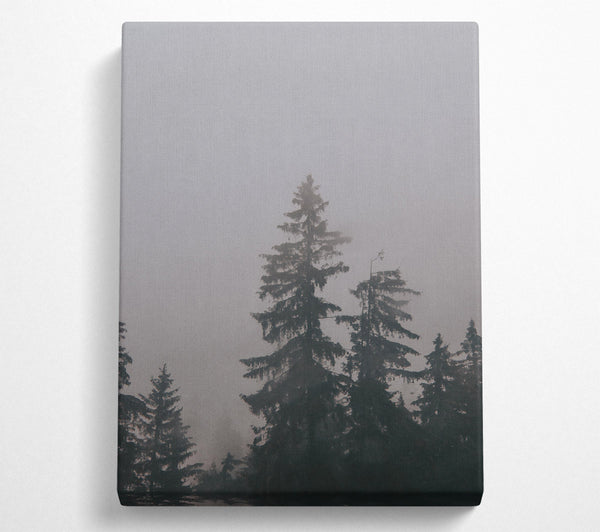 Grey Pines In Mist