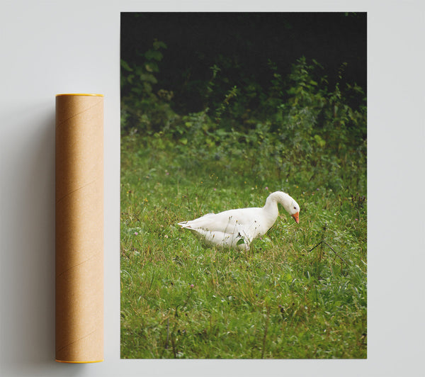 White Goose In Green Fields