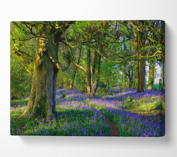 Purple Woodland Path