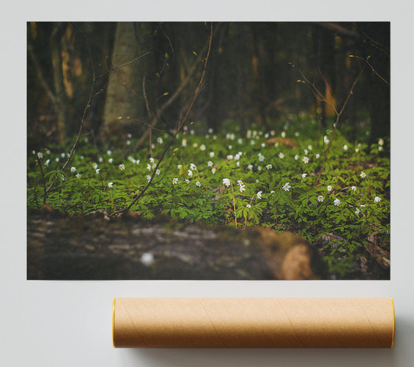 Green And White Woodland