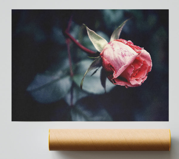 Pink Rose In Shadow