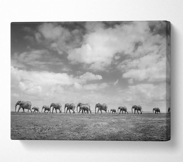 Gray Clouds, Elephant Line