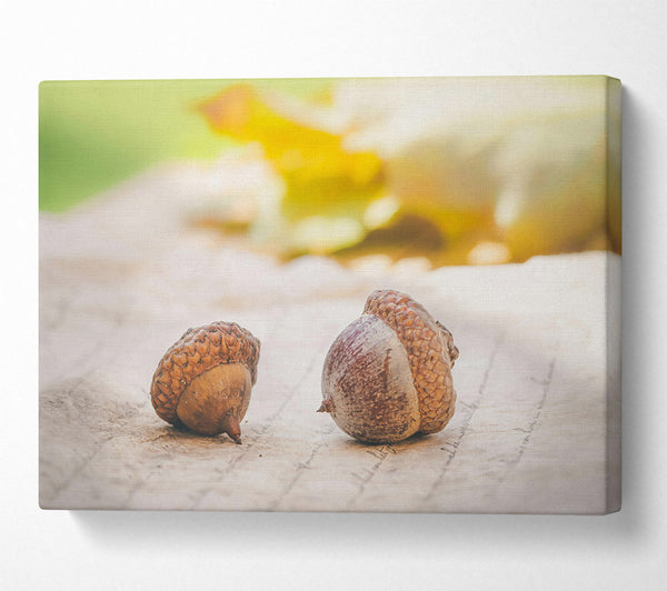 Brown Acorns On Linen