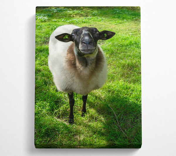 Green Sheep Stare