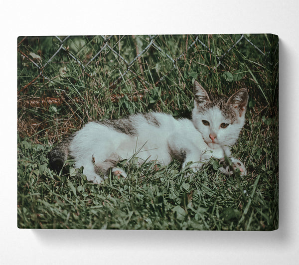 White Cat In Green Grass