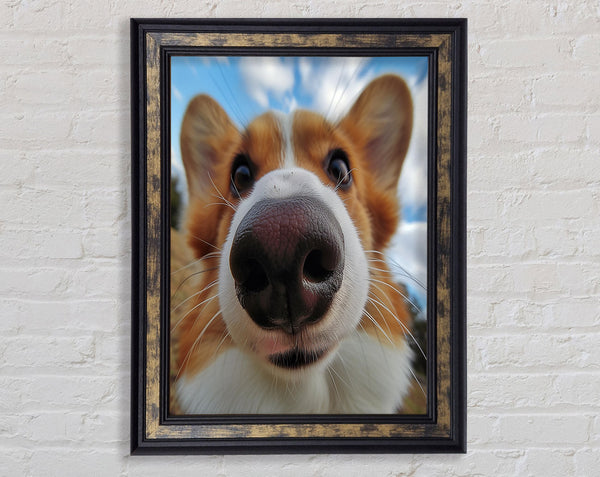 Corgi Sniff