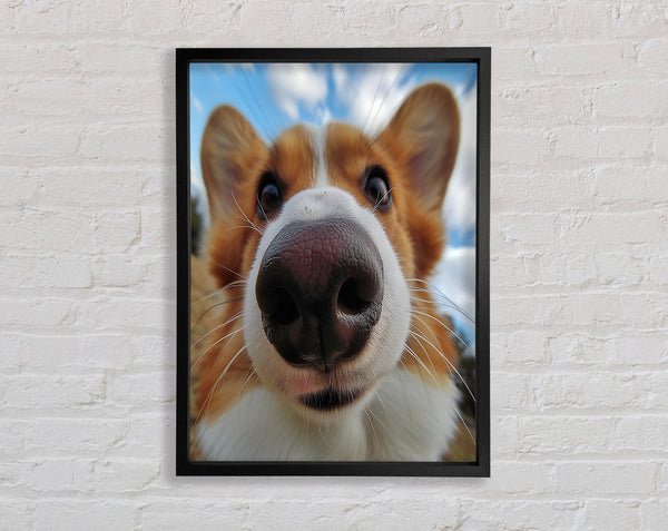 Corgi Sniff