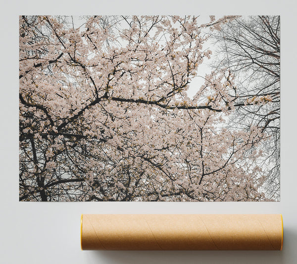 Pale Pink Blossoms