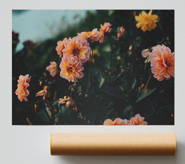 Peach Blooms In Twilight