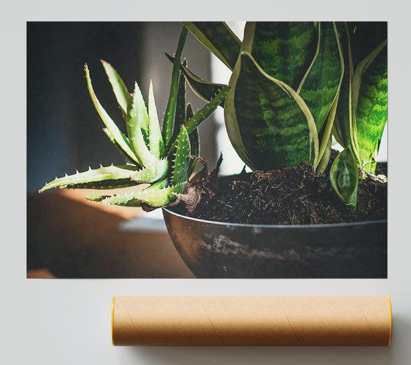 Green Succulent Still Life