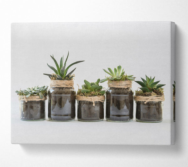 Brown Succulent Jars