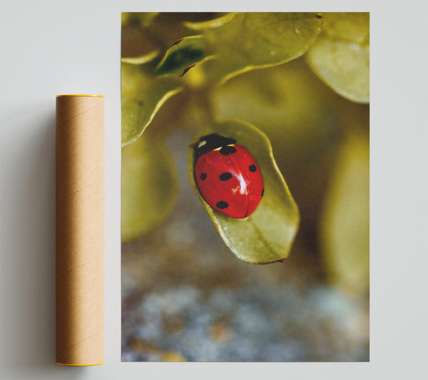 Red Ladybug On Green Leaf