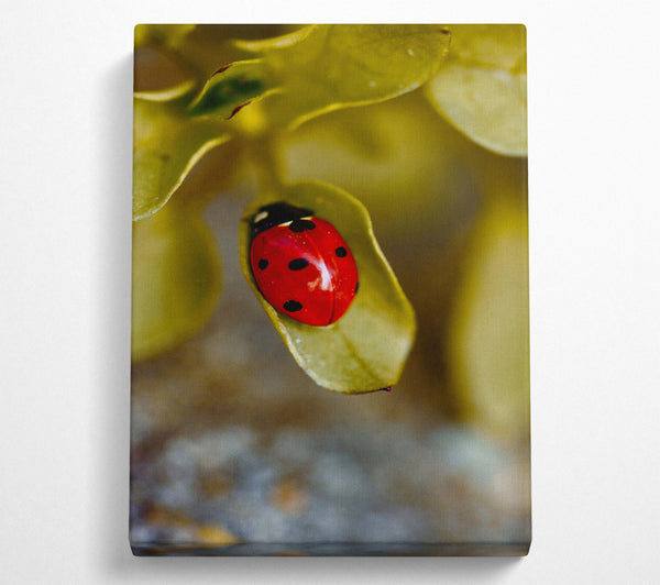 Red Ladybug On Green Leaf