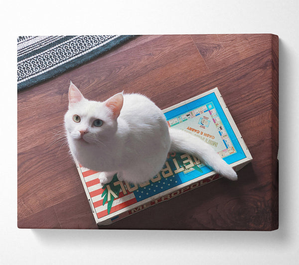 White Cat On Blue Box