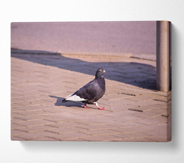 Black Pigeon On Brick