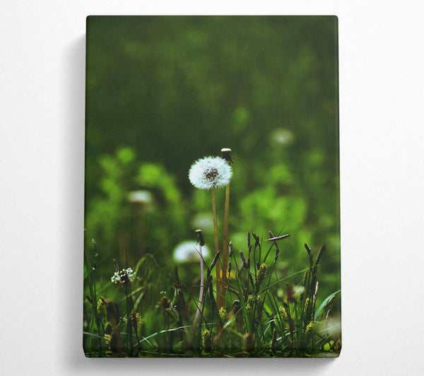 Green Dandelion Wish