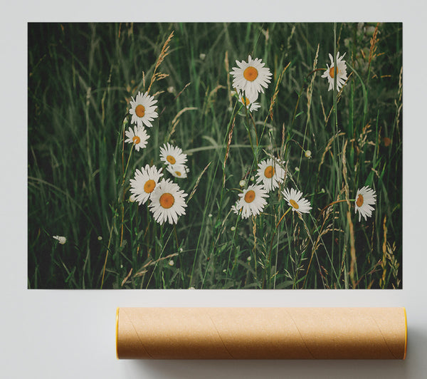 Green Field Daisies