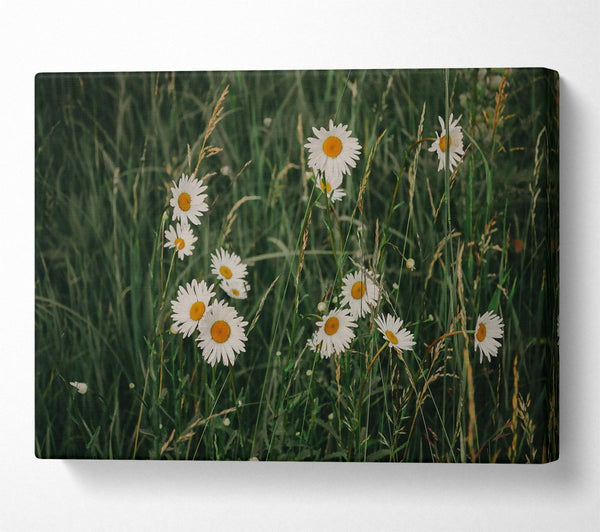 Green Field Daisies