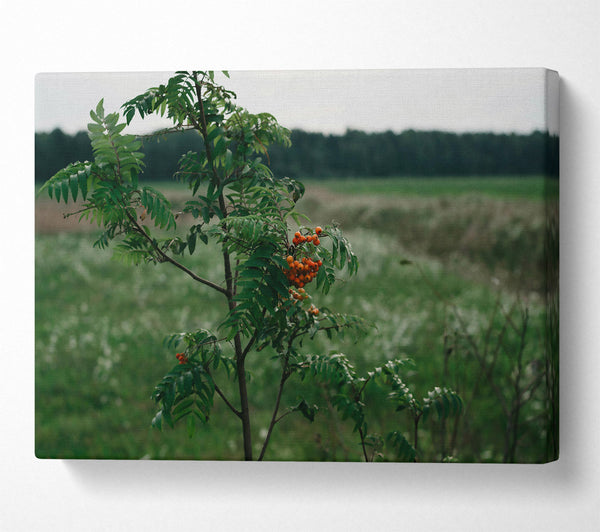 Orange Berries In Green