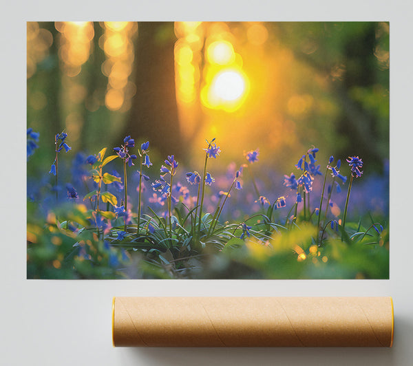 Golden Bluebells Sunset