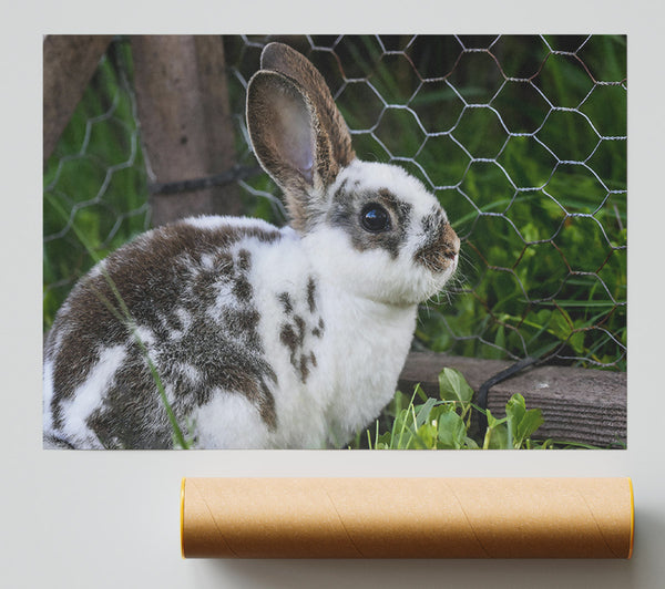 White And Brown Bunny