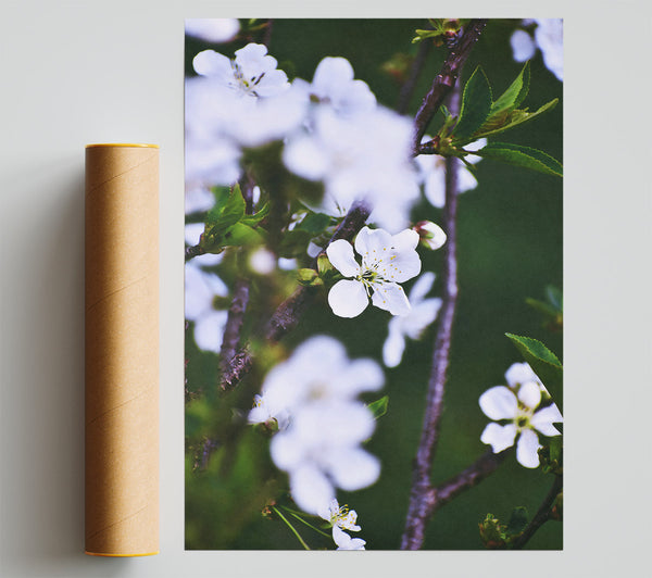 White Blossoms In Spring