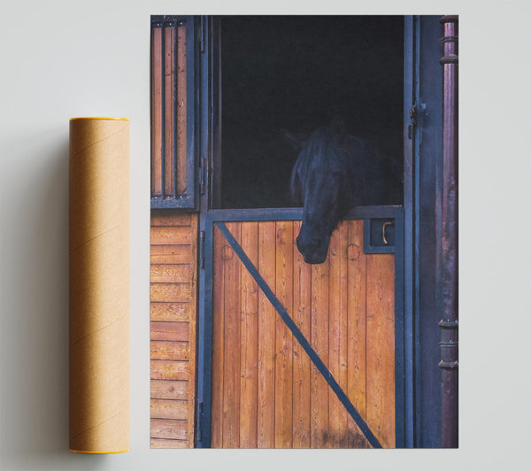 Black Horse In Stall Door